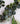 Eucalyptus Garland 1.5m